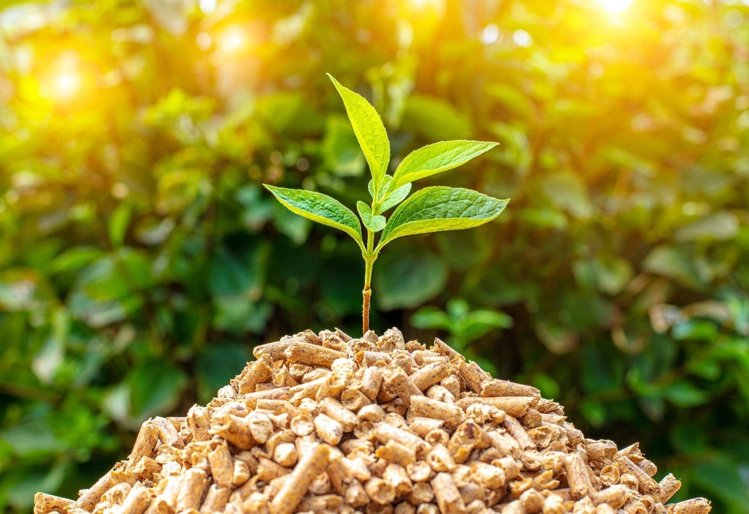 Potential Benefits of Biomass Energy